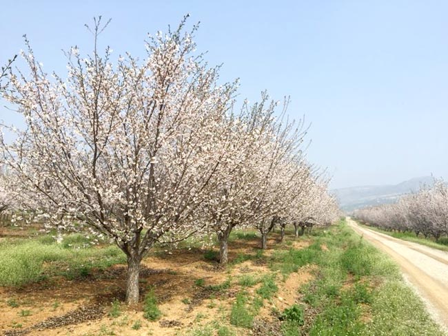 肥城華茂櫻花淺析櫻花對栽培環(huán)境的選擇要求