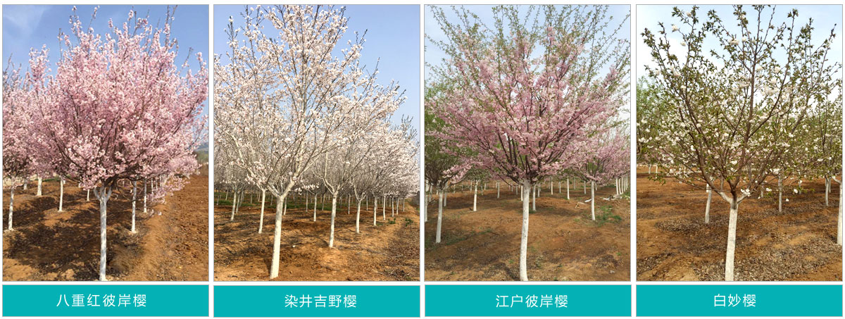 泰安市華茂櫻花種植專(zhuān)業(yè)合作社
